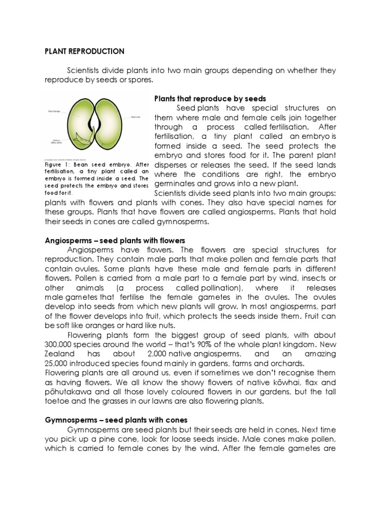Plant Reproduction Pdf Seed Fertilisation