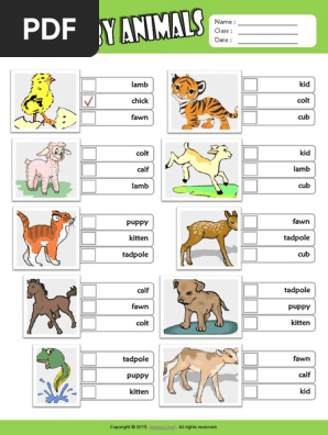 baby animals esl vocabulary multiple choice worksheet for kids pdf
