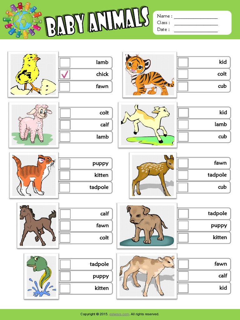 Baby Animals Esl Vocabulary Multiple Choice Worksheet For Kids Pdf