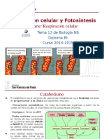 GTP_T13. Respiración Celular y Fotosíntesis (2ªParte_Respiración Celular) 2013-15