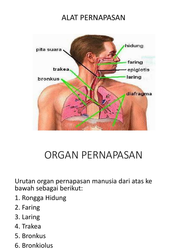 Urutan alat pernapasan manusia