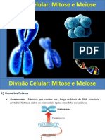 Divisão Celular e Gametogenese