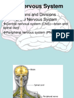 The Nervous System: Anatomy and Functions in 40 Characters