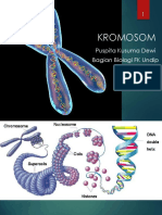 Kromosom - PKD