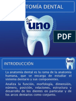 3 Anatomía Dental