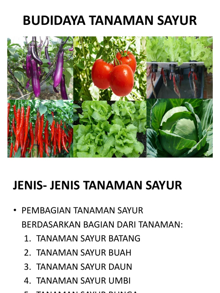 Budidaya Tanaman Sayur Pptx