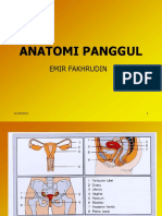 ANATOMI PANGGUl.ppt