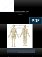 Anatomi Medulla Spinalis