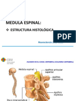 Nh2 Histología de La Médula Espinal