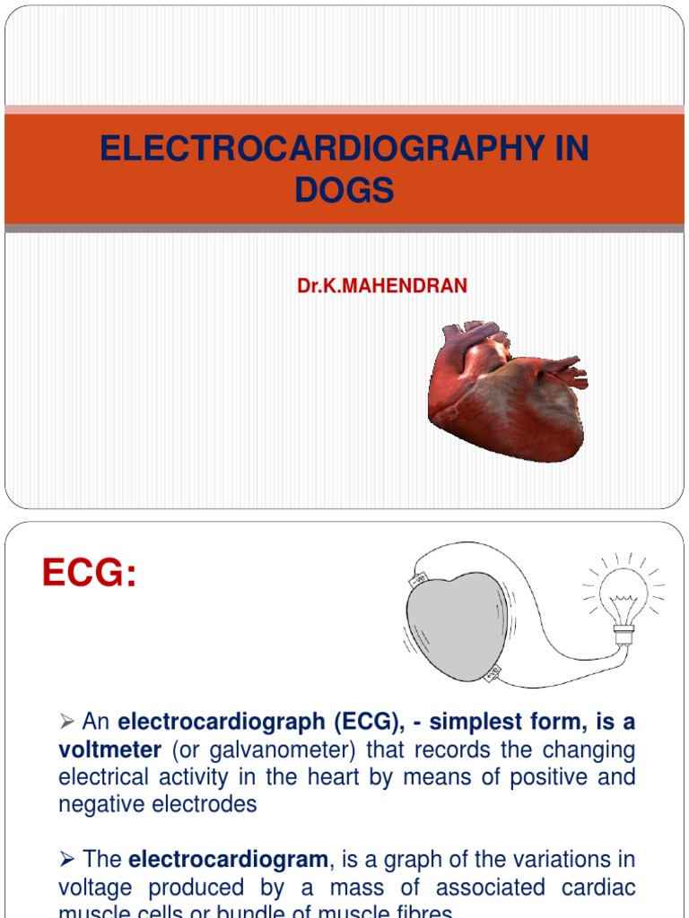 ECG IN DOGS Electrocardiography Heart