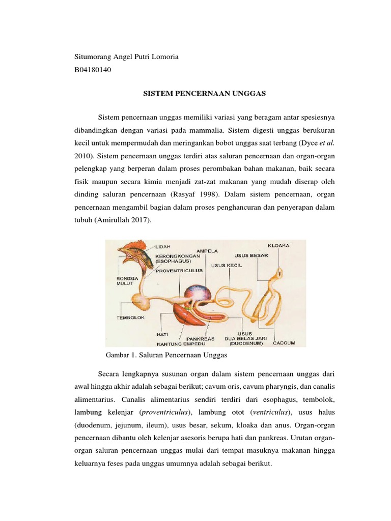 96 Gambar Sistem Pencernaan Unggas Gratis