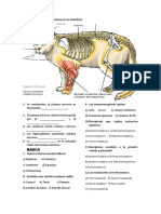 Sistema Vertebrados