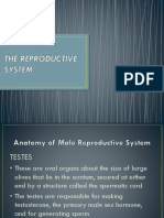 The Reproductive System GRP10