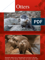 Otters.pptx