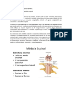 La Estructura de La Medula Espinal