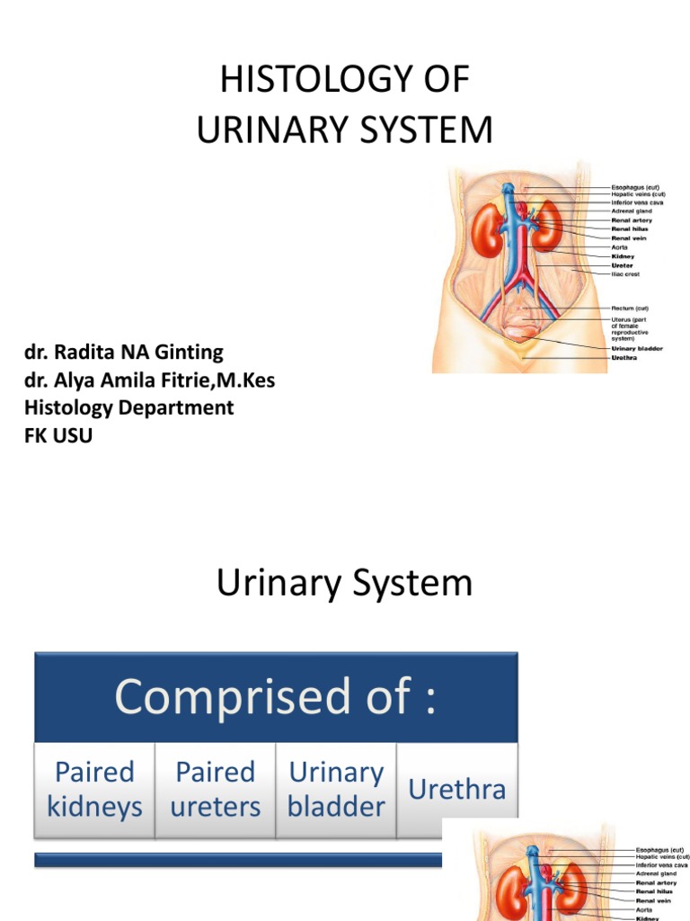 Urinary System Histology Overview | PDF | Urinary System ...