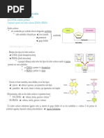 Apontamento de Biologia 11