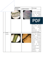 STRUKTUR ANATOMIS DAUN