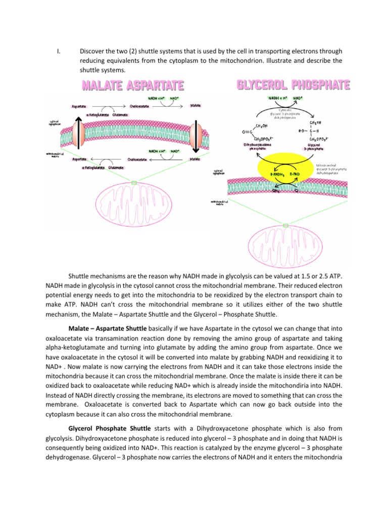 Malate vs Glycerol Phosphate Shuttle | PDF | Adenosine Triphosphate ...