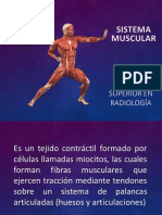 Sistema Muscular