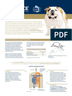 Bulldog PDF