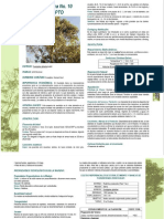 Eucalipto PDF