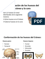 Conformacion de Los Huesos Del Cráneo y La