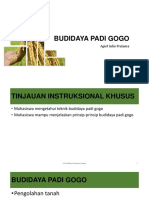 Budidaya Padi Gogo