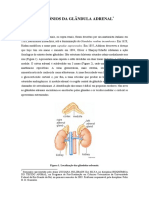 adrenal.pdf