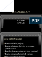 Organologi Batang