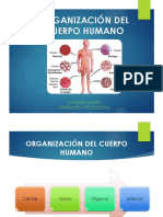 Organización Del Cuerpo Humano