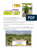 Papaya Sweet Lady-Variety Features