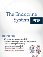 Lesson 3.3 The Endocrine System