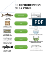 Ciclo de Reproducción de La Cobia