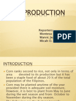 Corn Production