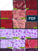 Histologi 2