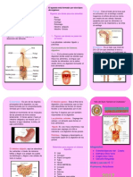 Sistema digestivo: órganos, funciones y proceso de la digestión