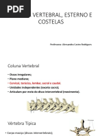 slides coluna vertebral, costelas e esterno.pdf