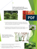 Plantas Terrestres.pptx