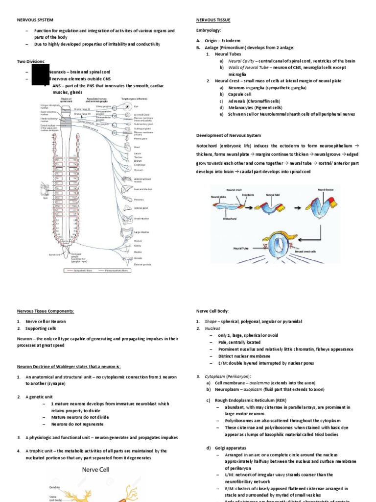 Nervous System - Histology | PDF | Chemical Synapse | Neuron
