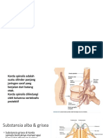 Korda spinalis dan jalur sensorik somatik