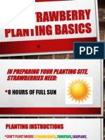Strawberry Planting Basic