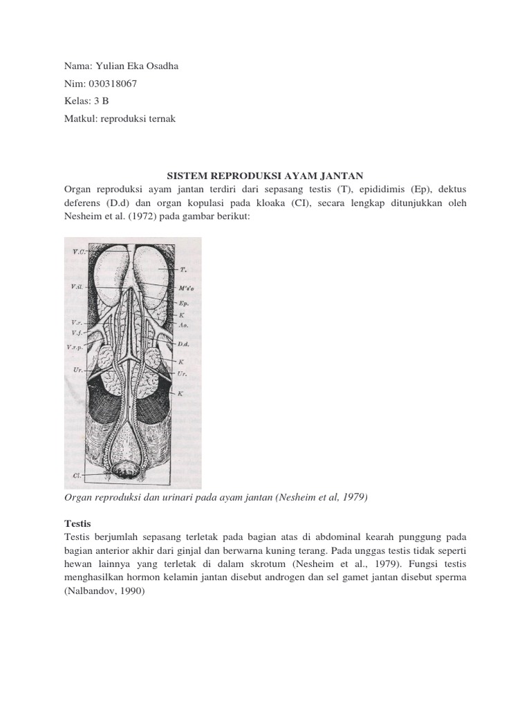 6600 Koleksi Gambar Organ Reproduksi Unggas Jantan Gratis Terbaik