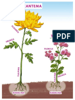 floare-crizantema