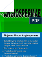 Angiospermae Review
