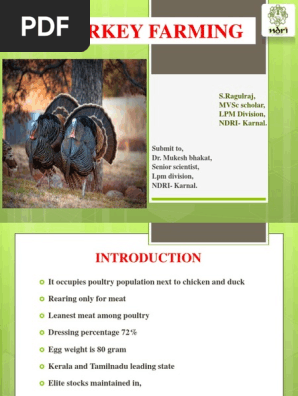 Turkey Farming Ragul