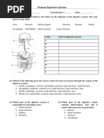 Nutrition Questions Pdf Igcse Biology Worksheet Digestion Liver