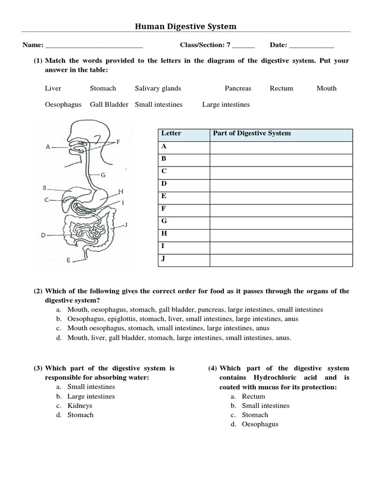 Human Digestive System Worksheet Human Digestive System Stomach