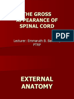 12892558 the Gross Appearance of Spinal Cordlec by Emma