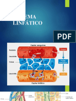 Sistema Linfático